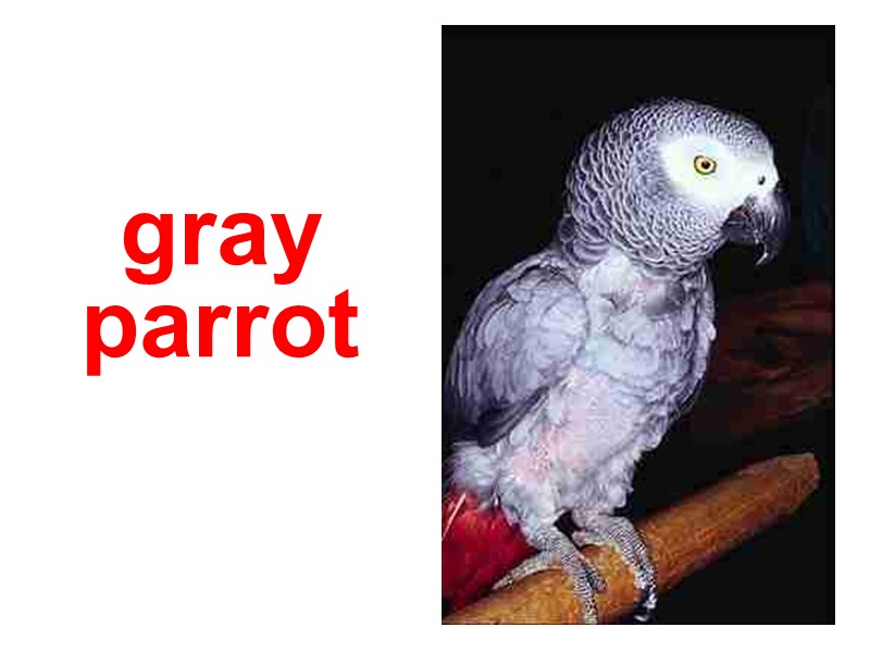 gray parrot